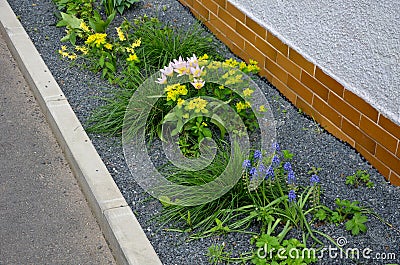A playful, short tulip ideal for rock gardens and borders. flowerbed with gray gravel mulchÂ  Stock Photo